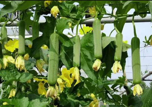 蔬菜種子種植戶客戶點評-每畝收入2萬元！這個絲瓜品種大受歡迎！