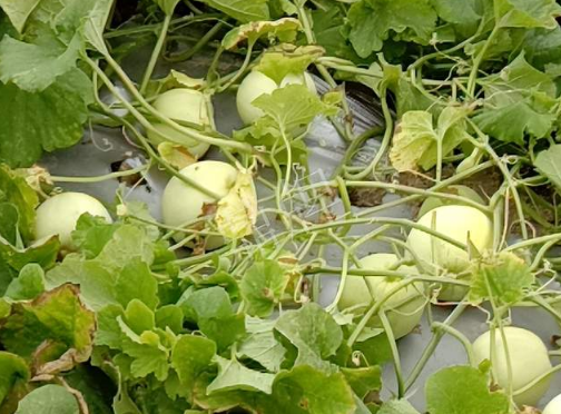 蔬菜種子種植戶客戶點評-種植甜瓜20年，這個品種讓我更省心！