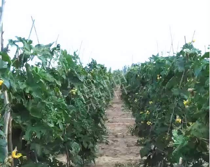 蔬菜種子種植戶客戶點評-種植這個品種，獲得高收入，老婆的功勞最大