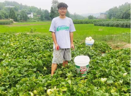 蔬菜種子種植戶客戶點評-甜瓜新品上市，每個賣9元，很暢銷！