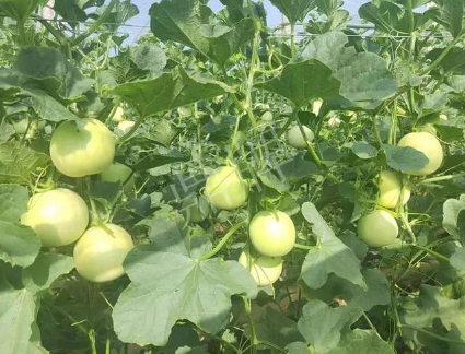 蔬菜種子種植戶客戶點評-種植這個新品種，我感到非常滿意！