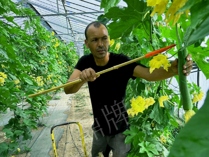 蔬菜種子種植戶客戶點評-這種絲瓜在法國，批發(fā)都是30元/kg