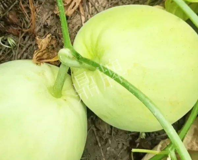 蔬菜種子種植戶客戶點評-我終于找到滿意的甜瓜品種了！