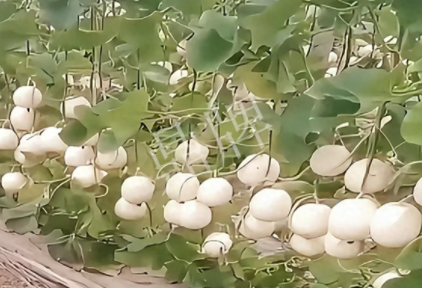 蔬菜種子種植戶客戶點(diǎn)評(píng)-現(xiàn)在的瓜菜價(jià)格不好，但我種植的優(yōu)質(zhì)甜瓜還是有好的收入！