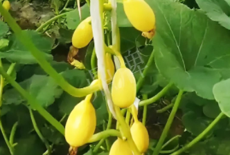 蔬菜種子種植戶客戶點(diǎn)評(píng)-一個(gè)特色品種種植戶的反饋，帶給大家的思考