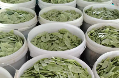 蔬菜種子種植戶客戶點(diǎn)評(píng)-時(shí)隔20年，我再種這個(gè)品種，大家來看看，怎么樣？